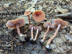 Laccaria trichodermophora