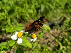 Vanessa indica indica
