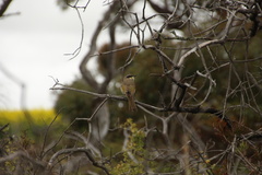 Gavicalis virescens