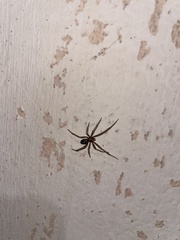 Steatoda grossa