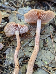 Laccaria trichodermophora