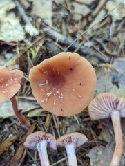 Laccaria trichodermophora