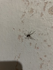 Steatoda grossa