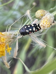 Acmaeodera gibbula