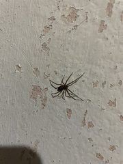 Steatoda grossa