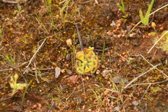 Drosera glanduligera