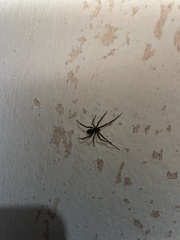 Steatoda grossa