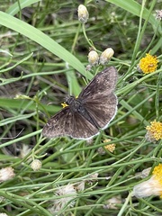 Erynnis funeralis