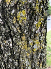 Candelariaceae