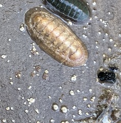 Ischnochiton cariosus