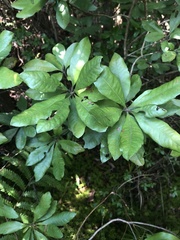 Morella caroliniensis