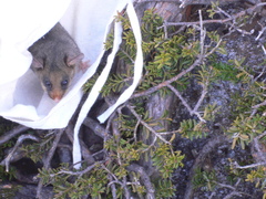 Burramys parvus