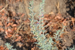 Trichostema