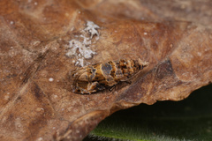 Lobesia botrana