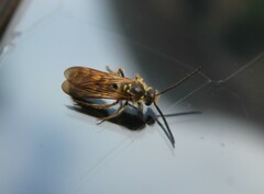 Campsomerinae