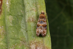 Lobesia botrana