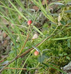 Salix repens argentea