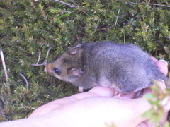 Burramys parvus