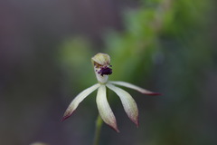 Caladenia testacea