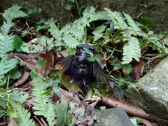 Cryptotympana holsti