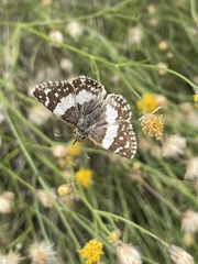 Heliopetes domicella