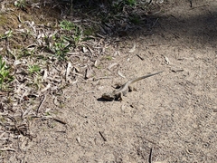 Pogona barbata