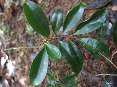 Erythroxylum ferrugineum