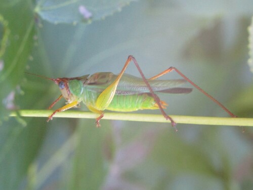 Handsome Meadow Katydid photo 4
