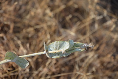 Asclepias vestita