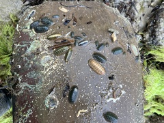 Ischnochiton cariosus