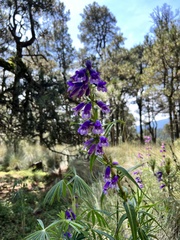 Penstemon gentianoides