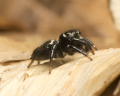 Zenodorus orbiculatus