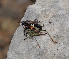 Palmodes occitanicus