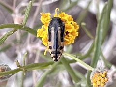Acmaeodera scalaris