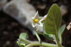 Solanum nigrum
