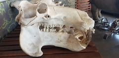 Hippopotamus amphibius