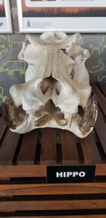 Hippopotamus amphibius