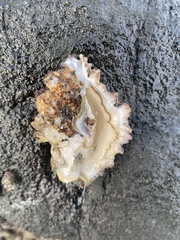 Ostreidae