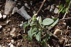 Solanum nigrum