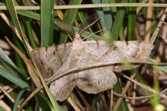 Selidosema brunnearia