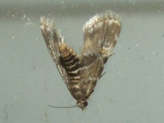 Elophila obliteralis