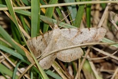 Selidosema brunnearia