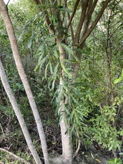 Pseudopanax crassifolius × lessonii