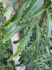 Pseudopanax crassifolius × lessonii