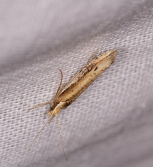 Ypsolopha parenthesella