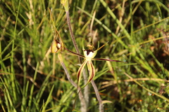 Caladenia tentaculata
