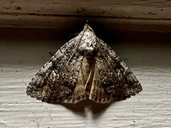 Eubolina impartialis