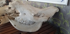 Ceratotherium simum