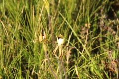 Caladenia tentaculata