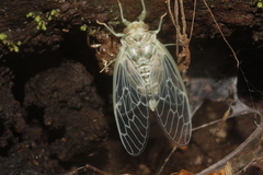 Procollina queretaroensis